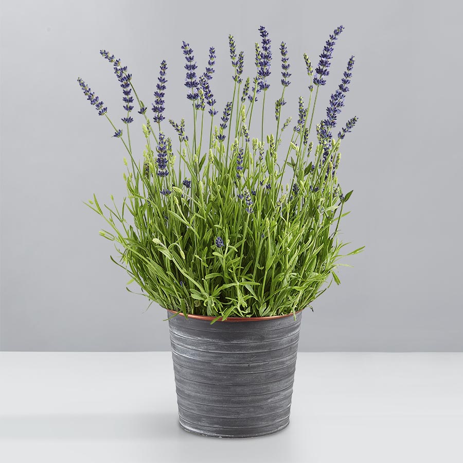 Fragrant Lavender Blooming Plant