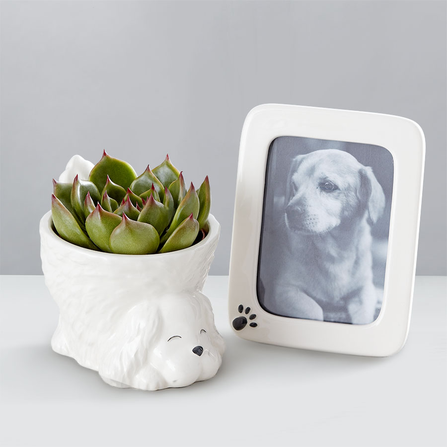 My Pet Plant Dog Bundle For Sympathy