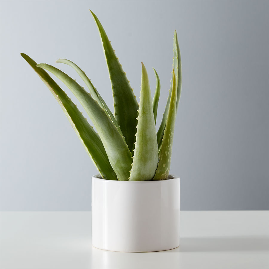 Aloe Vera Plant
