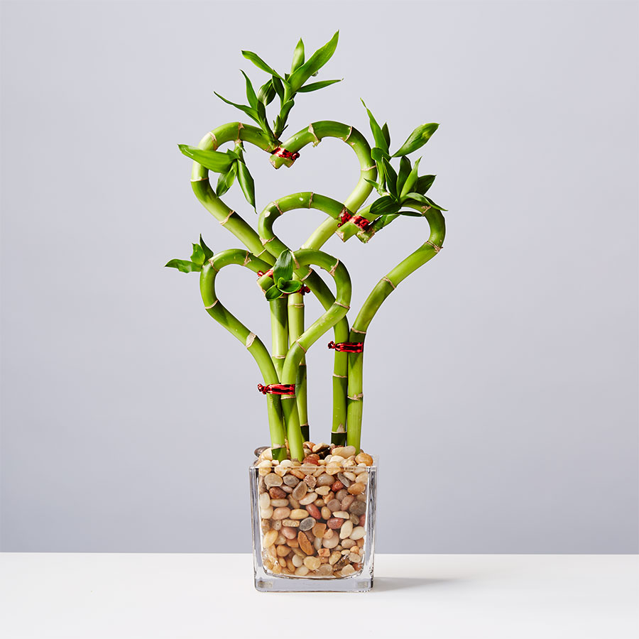 Sweet Heart Bamboo