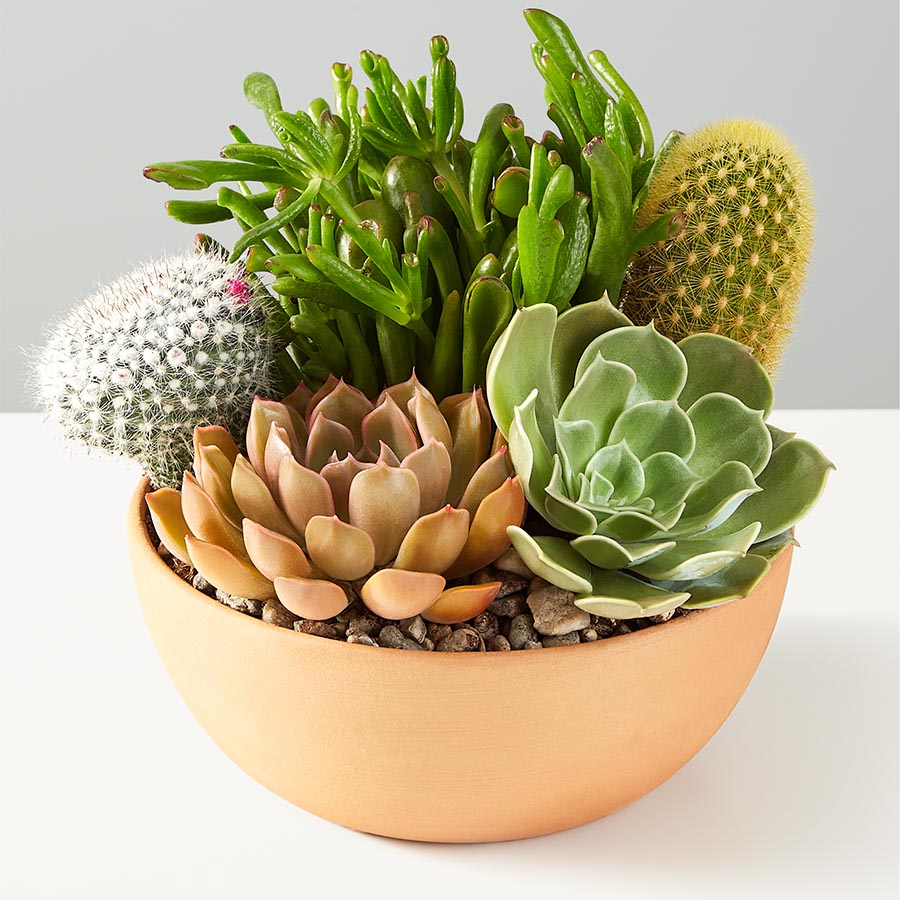 Cactus Dishgarden