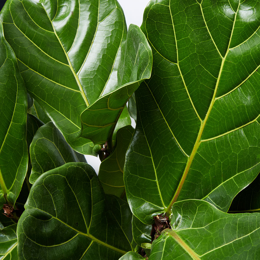 Fiddle Leaf Fig Floor Plant
