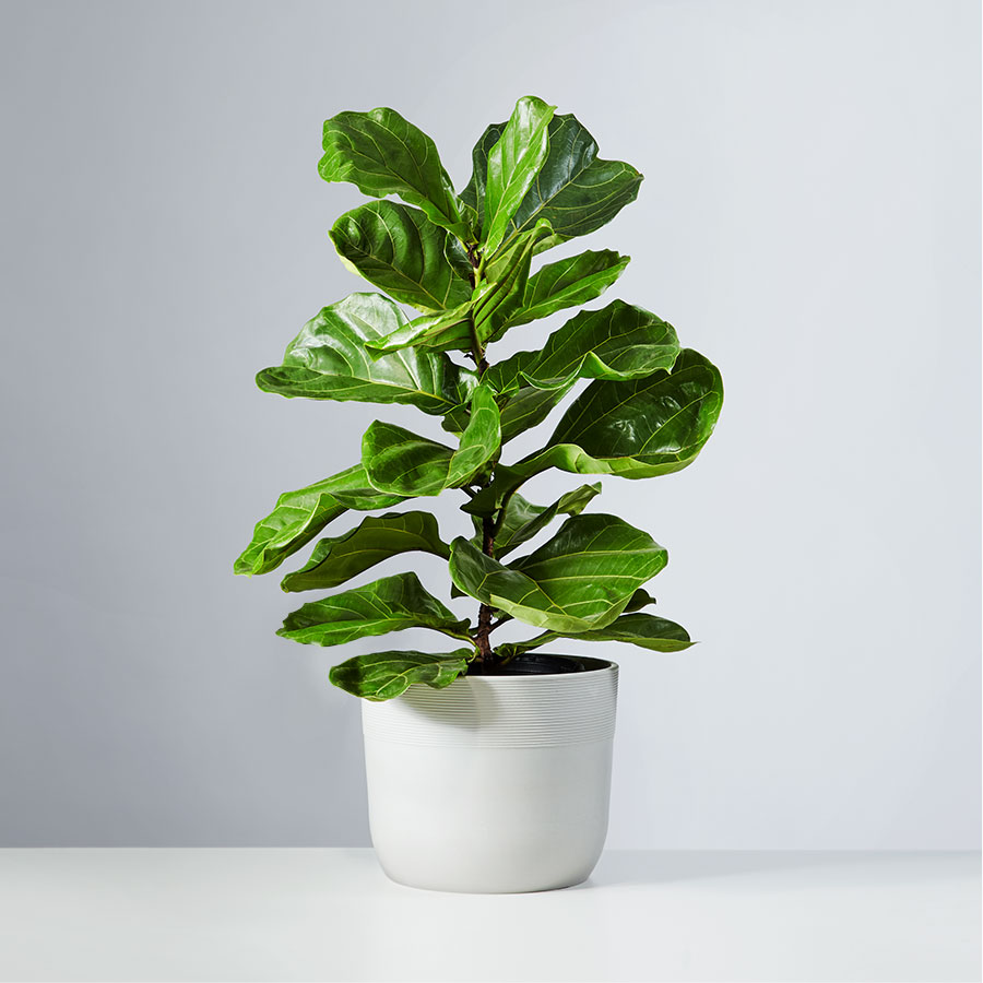 Fiddle Leaf Fig  Plant