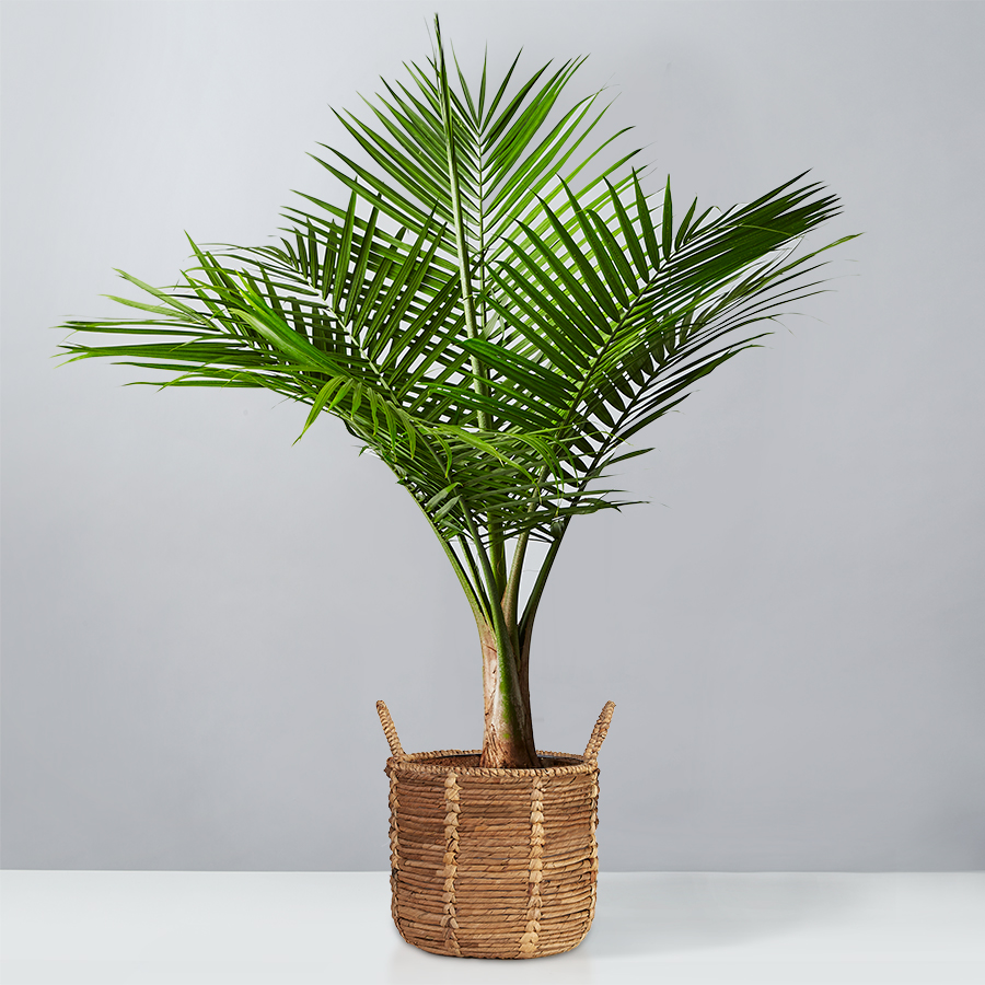 Majesty Palm Floor Plant