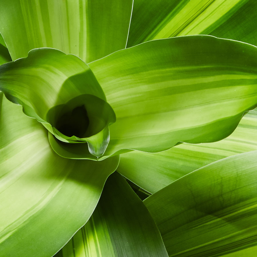 Mass Cane Floor Plant