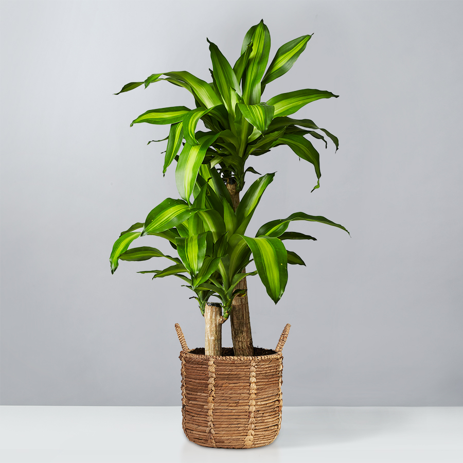 Mass Cane Floor Plant