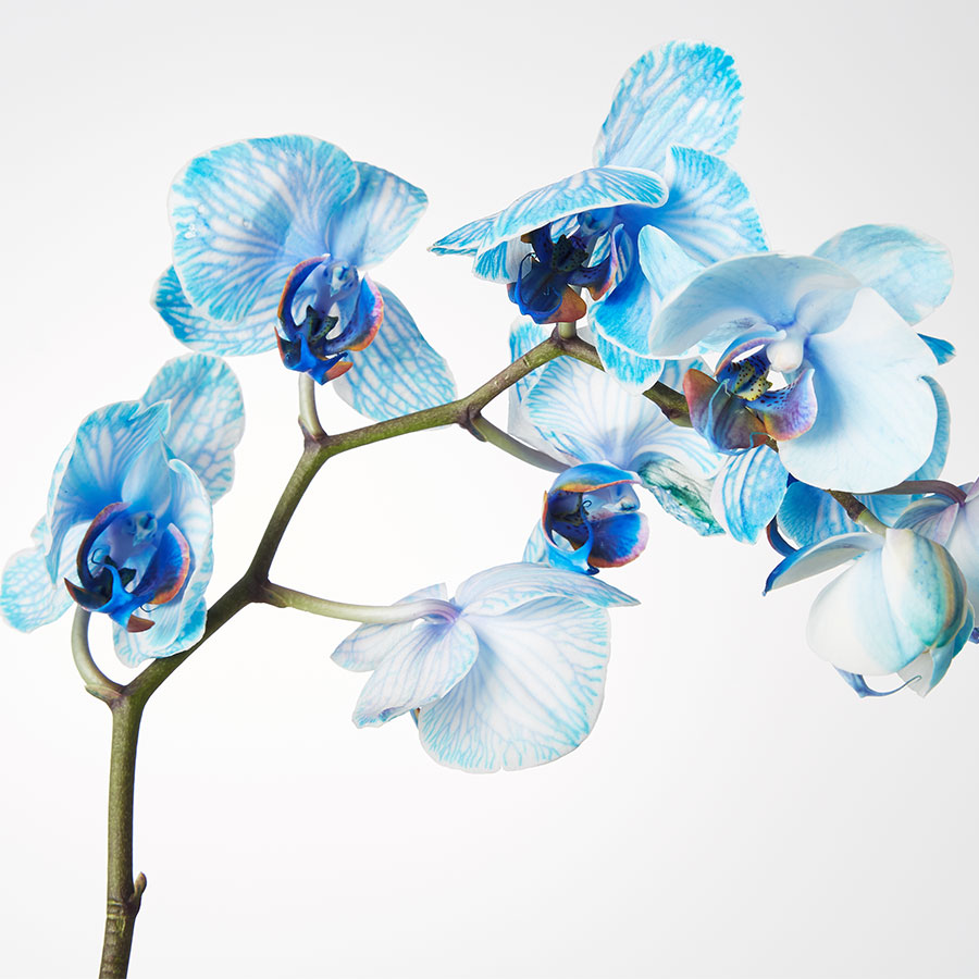 Large Phalaenopsis Orchid: Blue