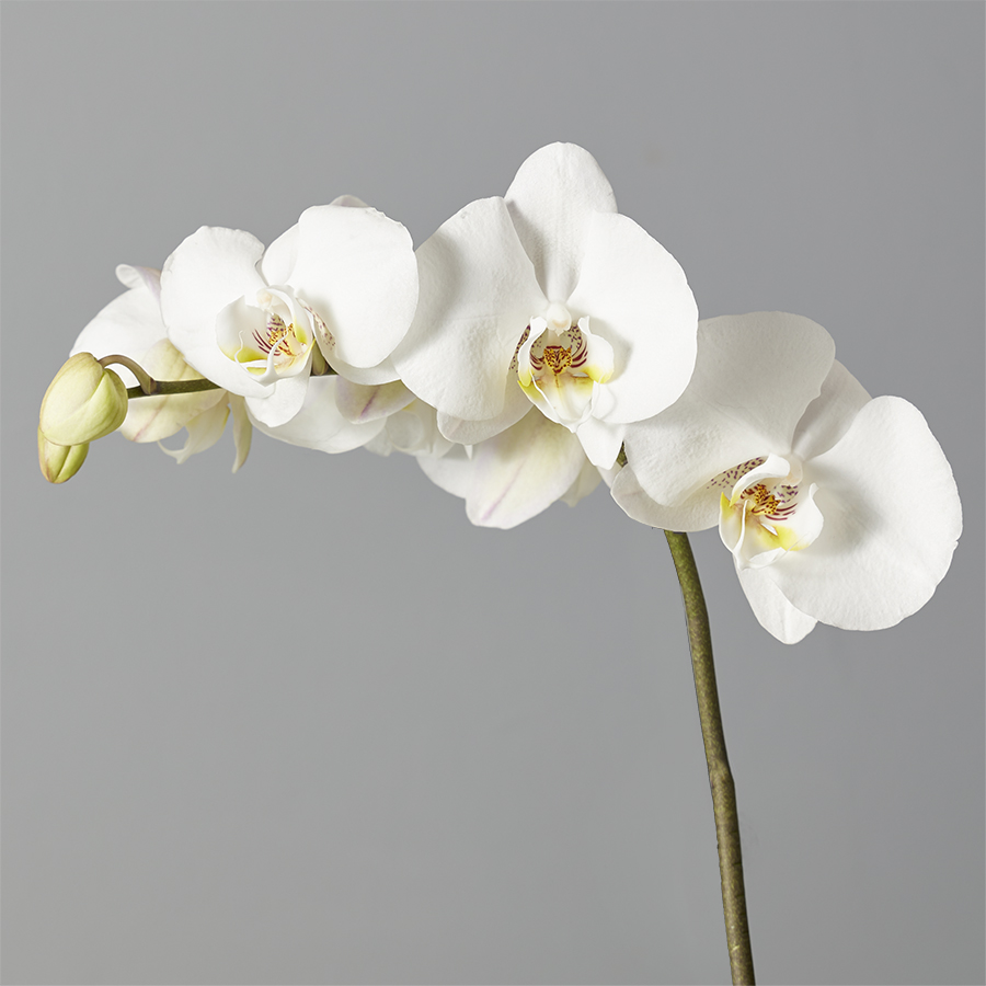 White Phalaenopsis Orchid Garden For Sympathy