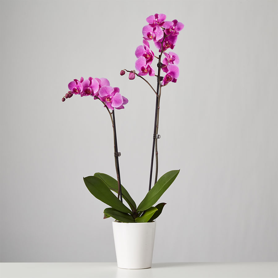 Large Phalaenopsis Orchid: Purple