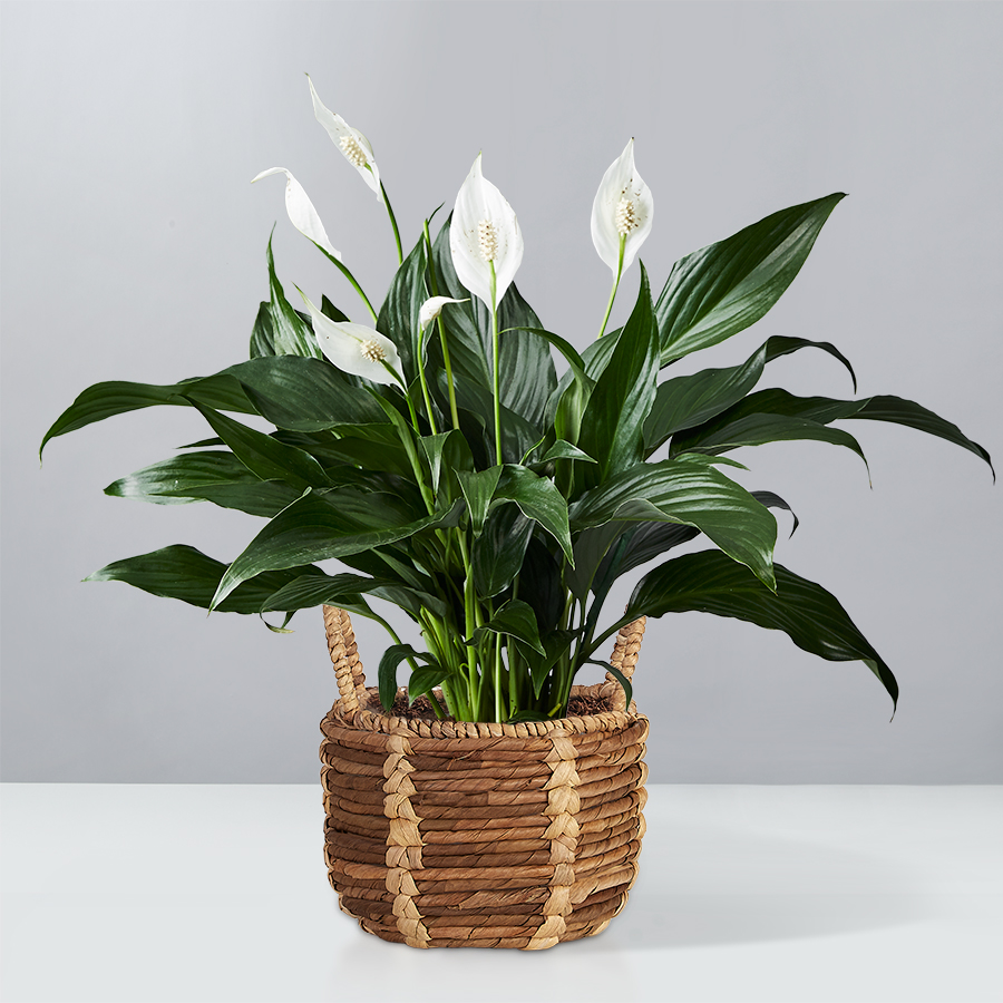 Peace Lily Plant Spathiphyllum