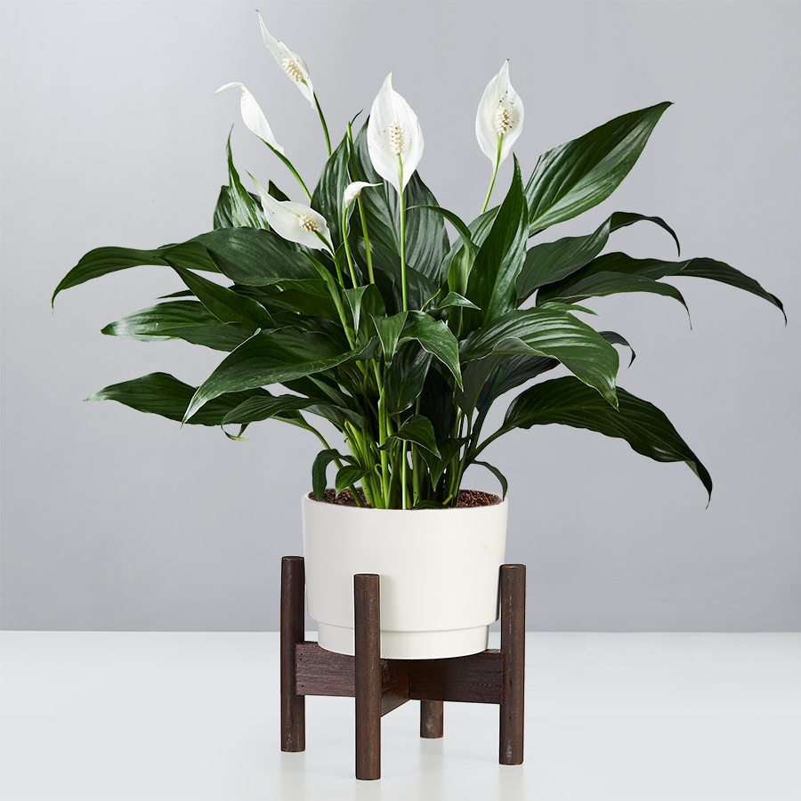 Peace Lily Plant Spathiphyllum