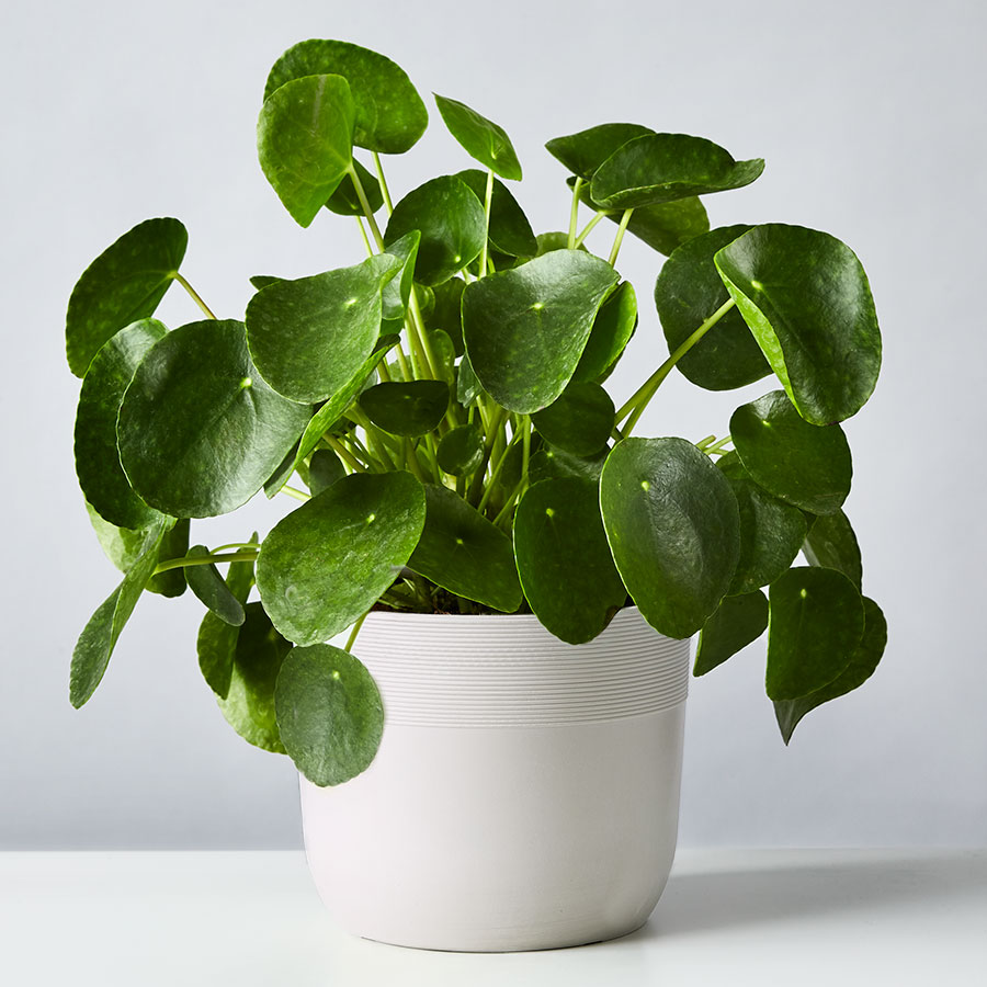 Pilea Peperomioides Plant