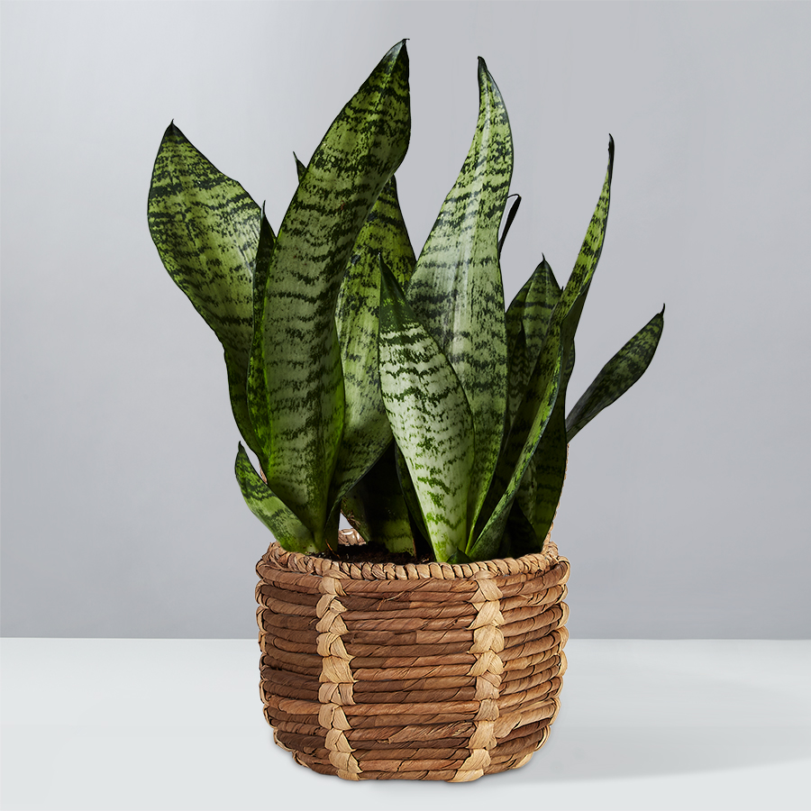 Snake Plant Sansevieria