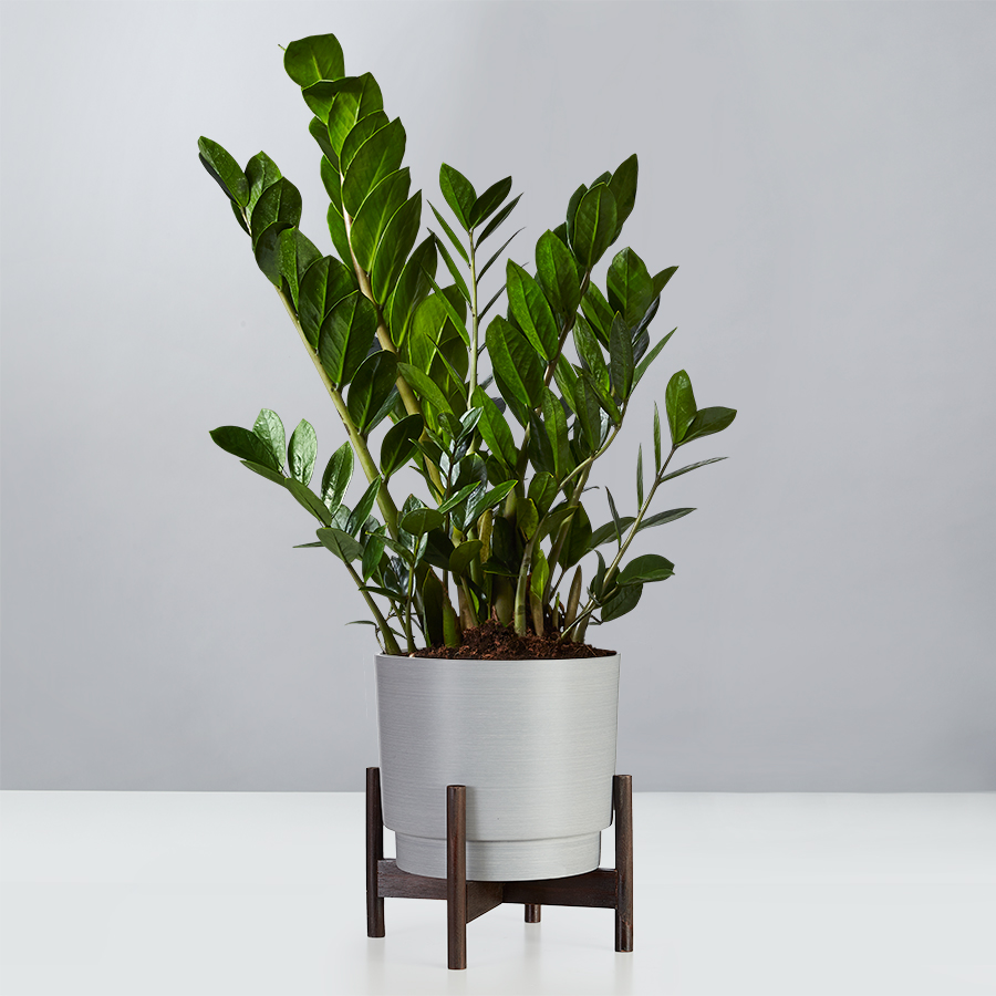 ZZ Plant (Zamioculcas Zamiifolia)